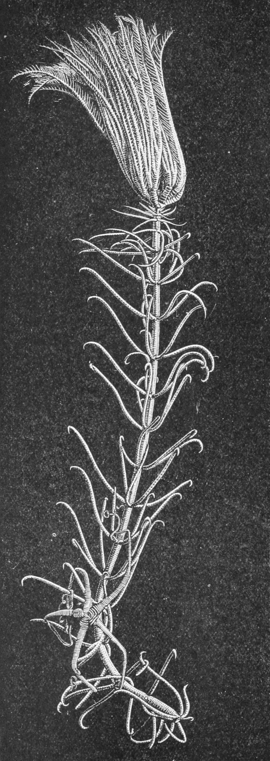 fig271