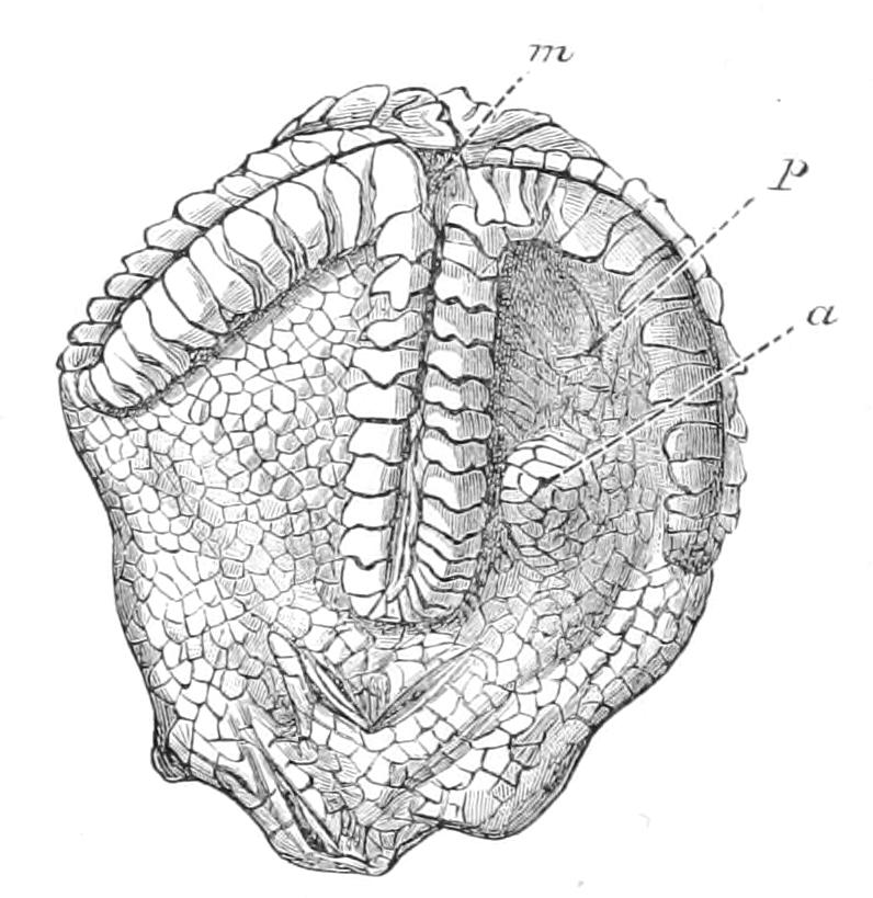 fig275