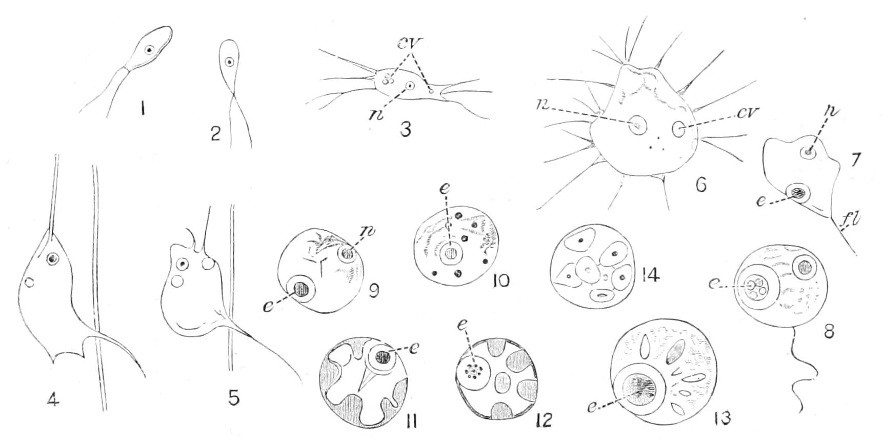 fig29