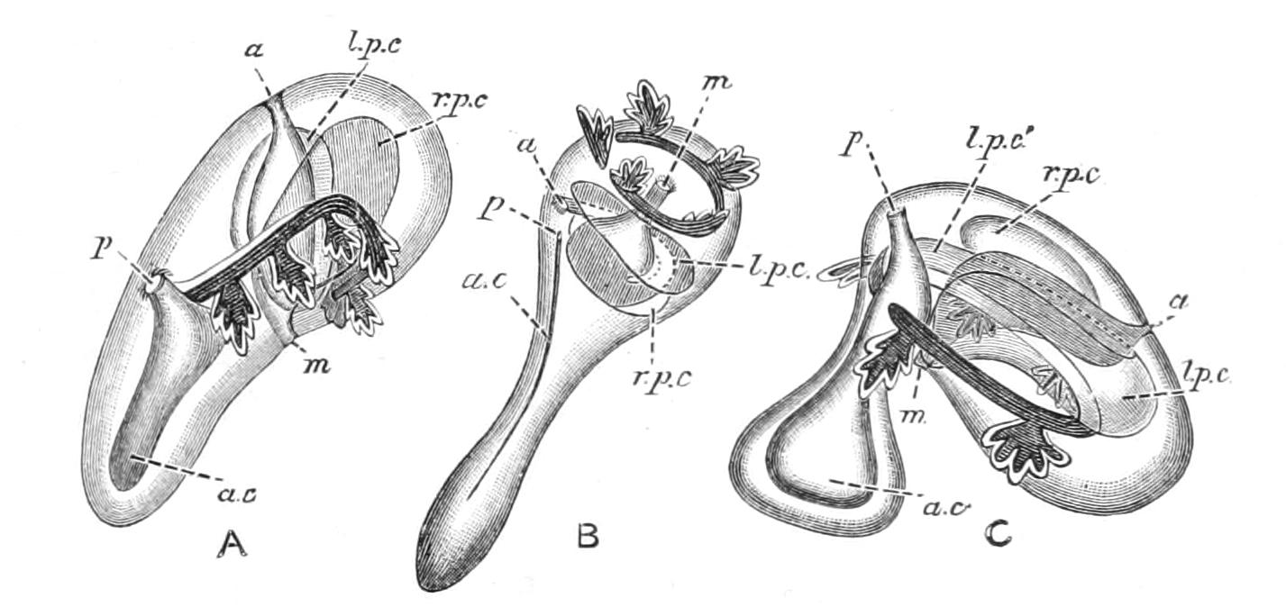 fig296