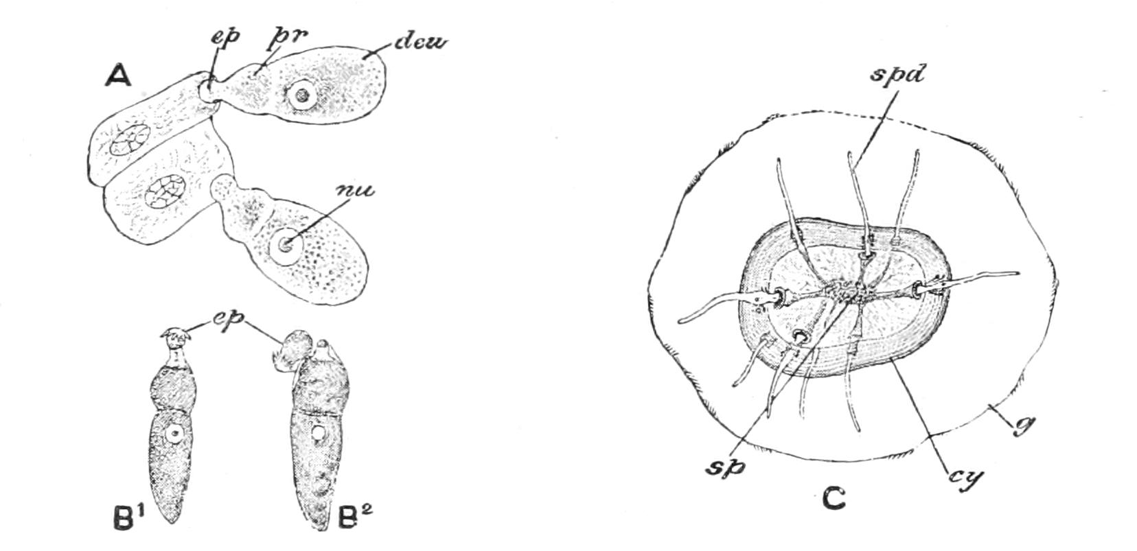fig32