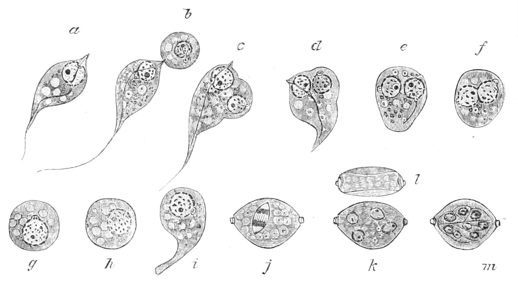 fig33