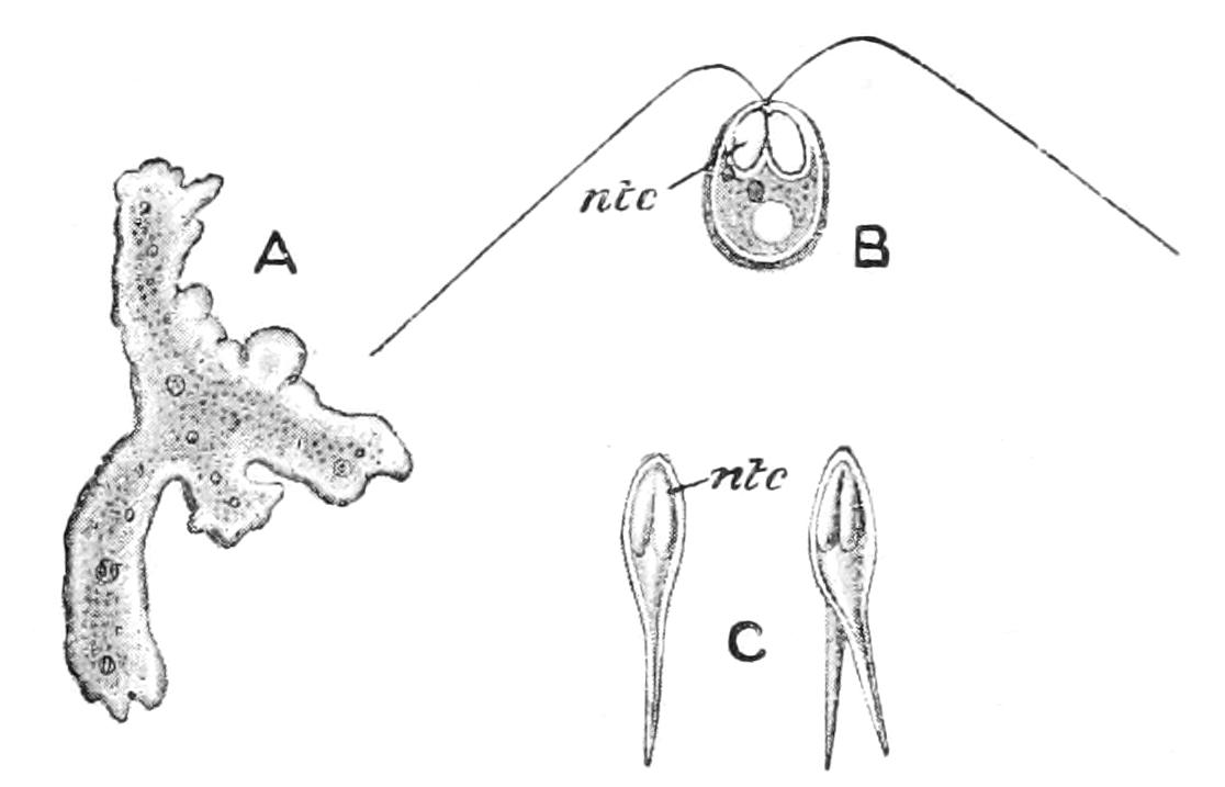 fig36