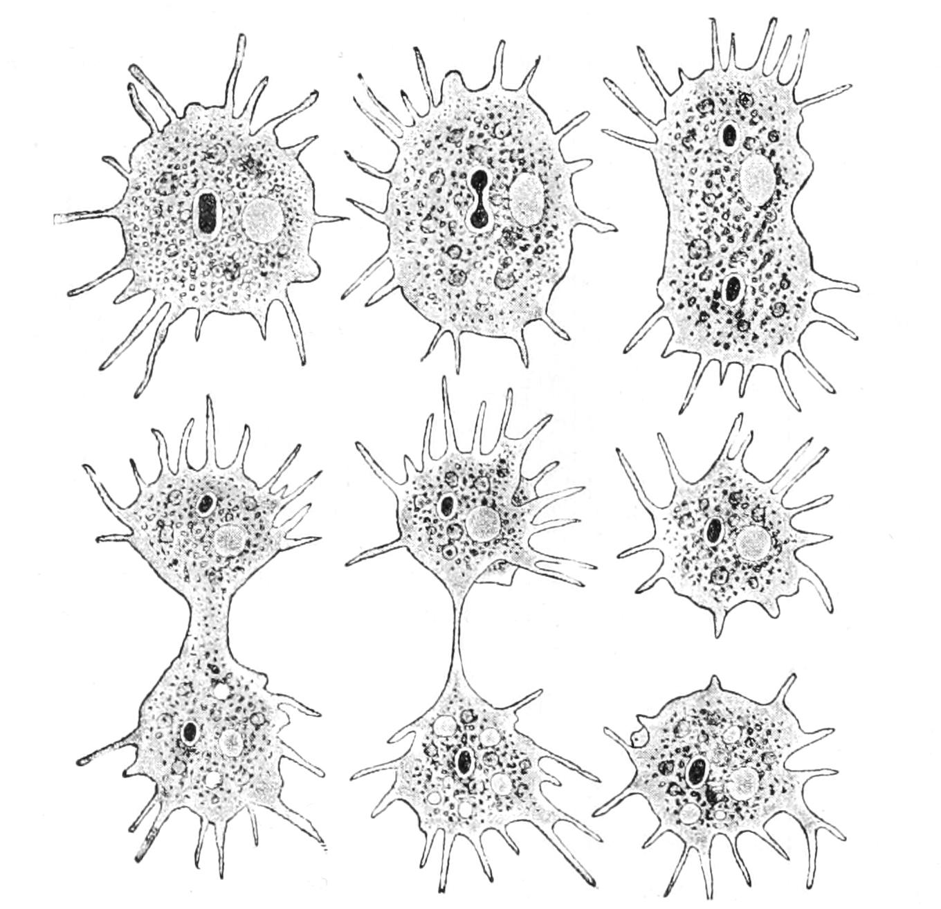 fig4