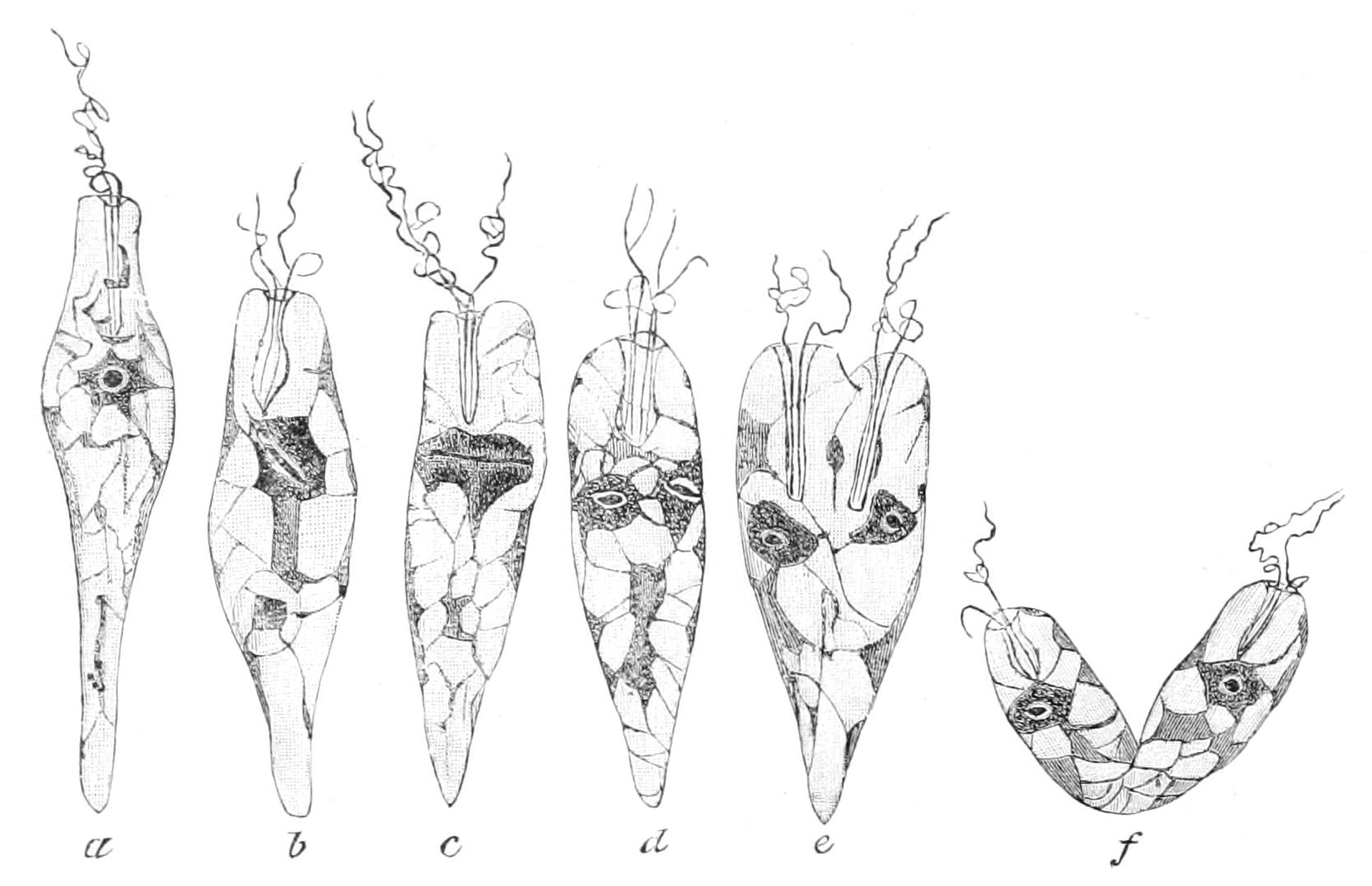 fig42