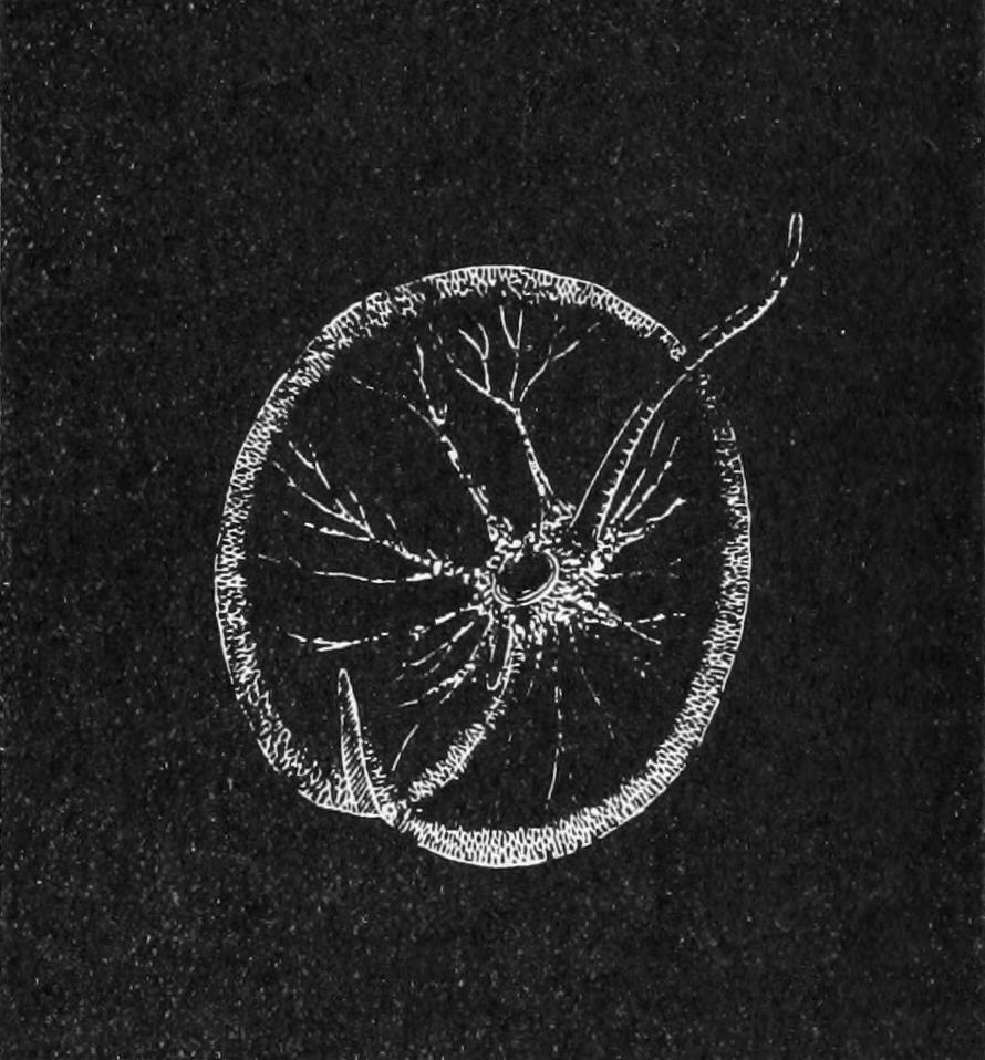 fig48