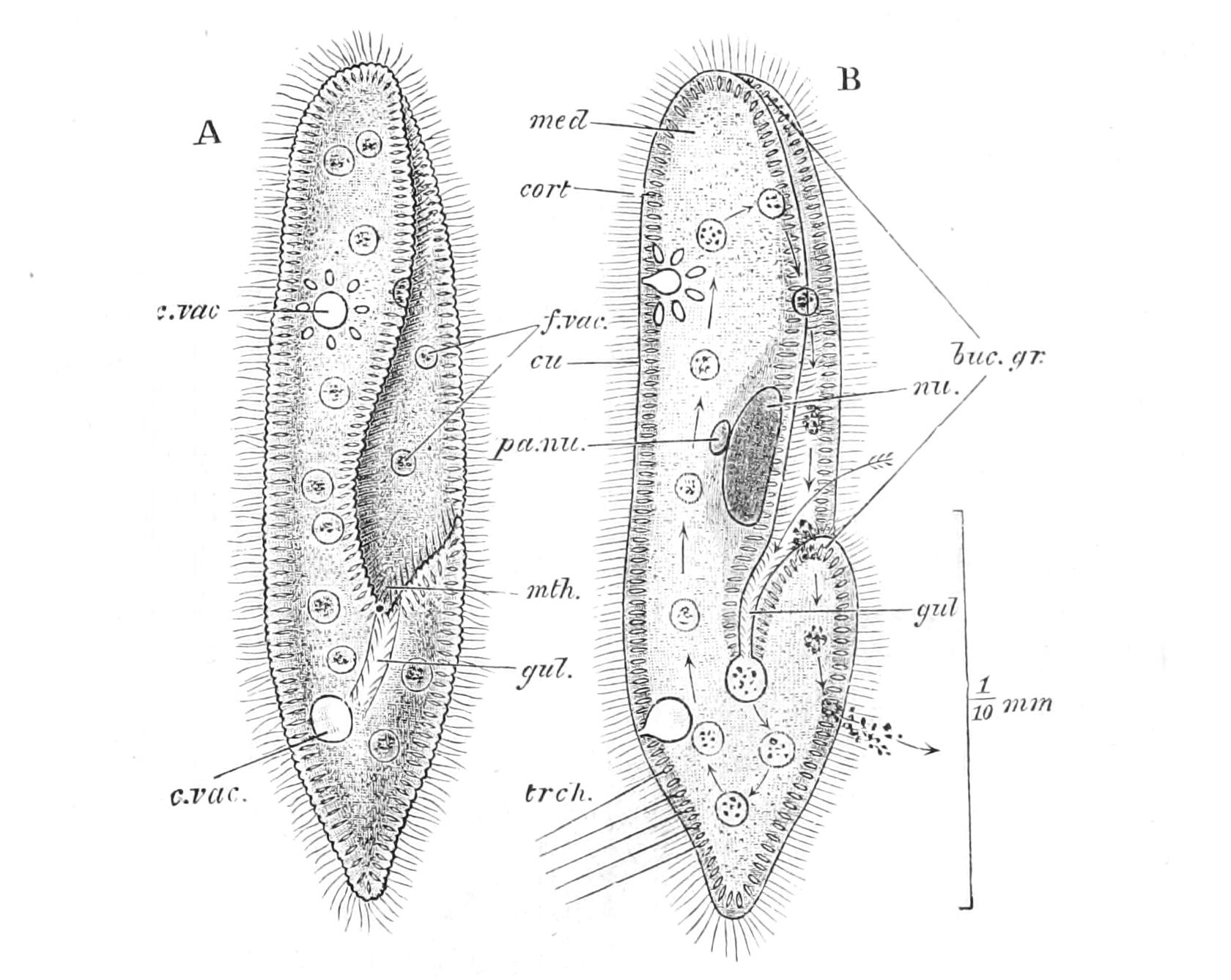 fig55