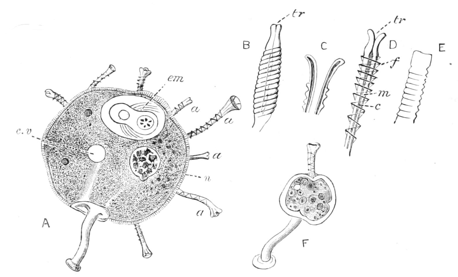 fig62