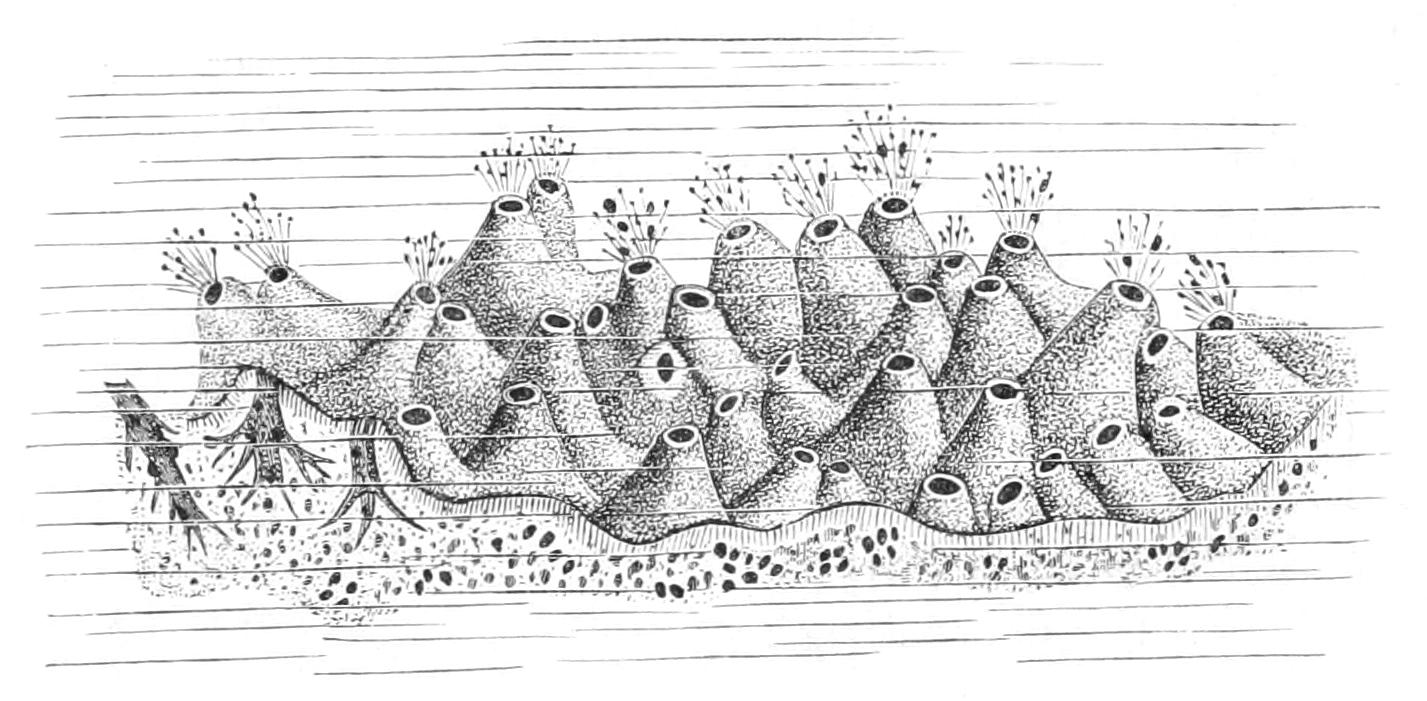 fig64