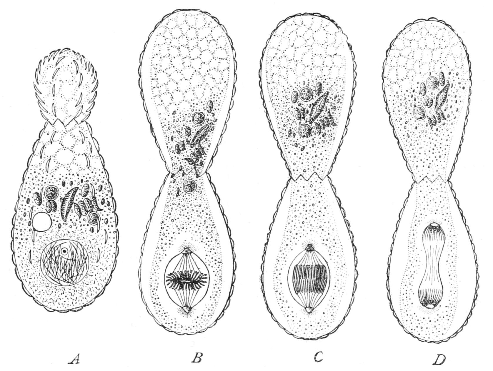 fig8