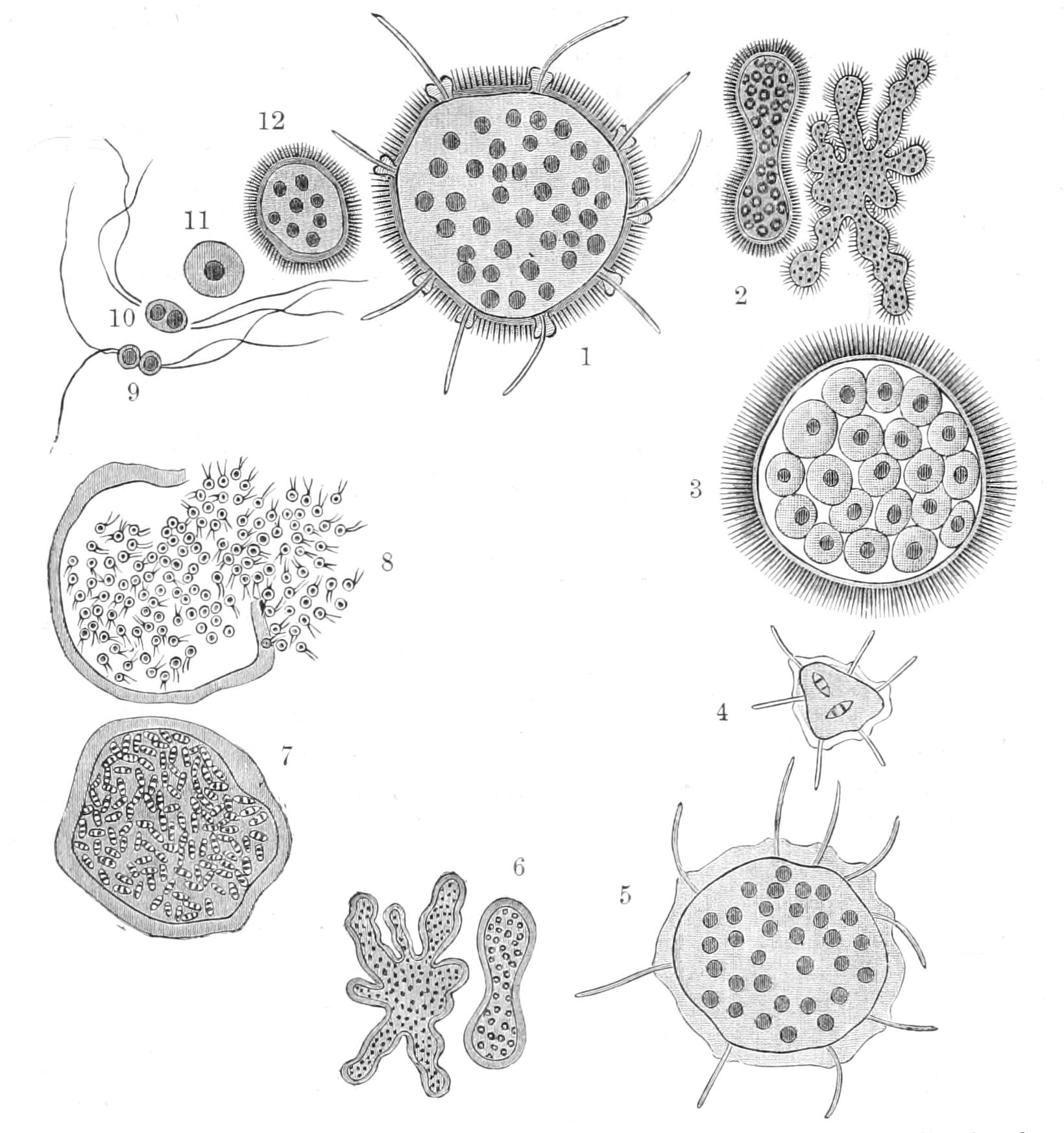 fig9