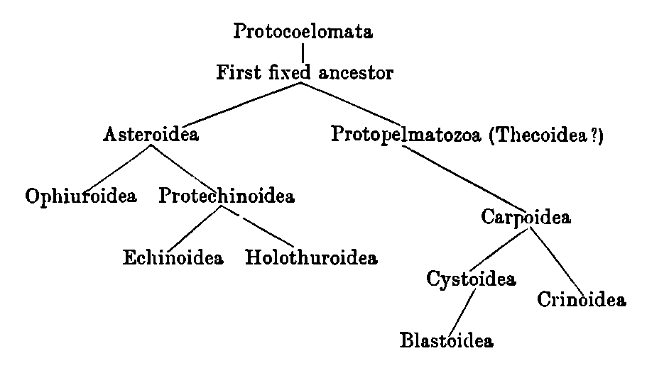 Affinities of the classes of Echinoderms