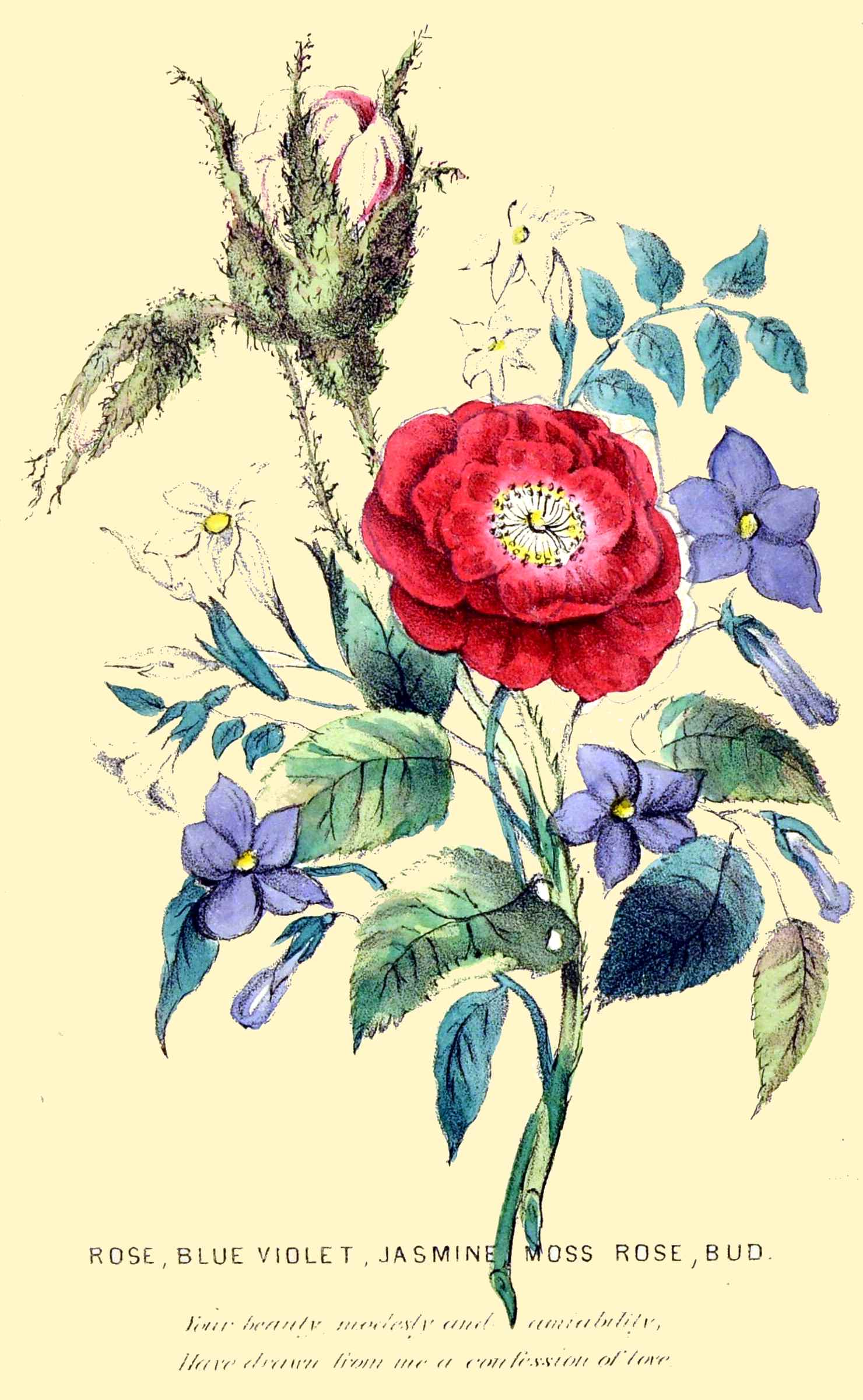 ROSE, BLUE VIOLET, JASMINE MOSS ROSE, BUD.

Your beauty, modesty and amiability,
Have drawn from me a confession of love.

