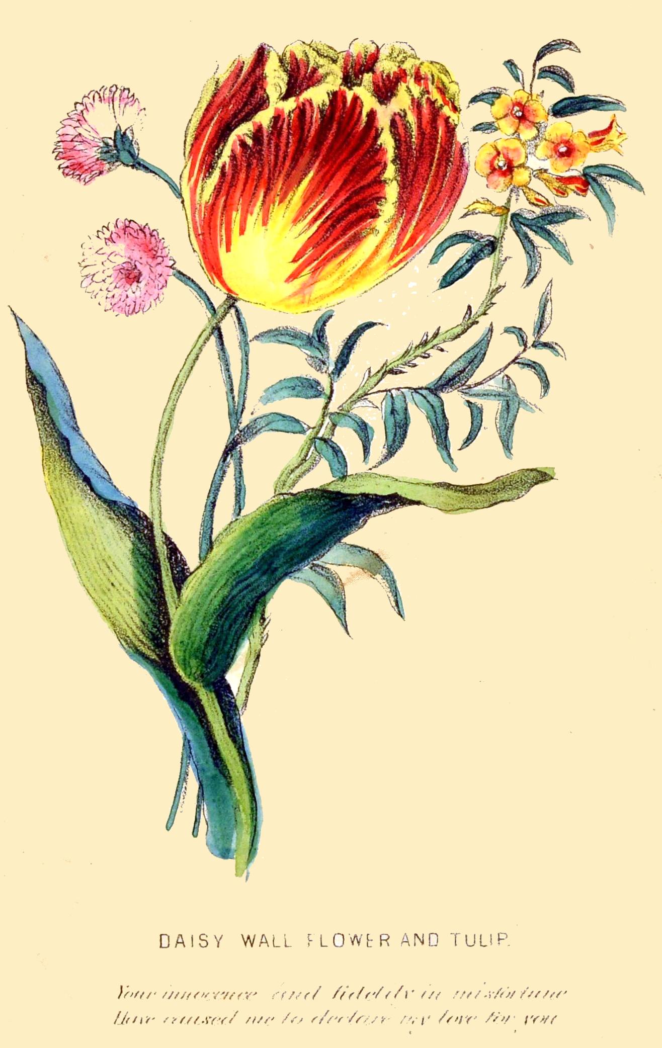 DAISY WALL FLOWER AND TULIP.

Your innocence and fidelity in misfortune
Have caused me to declare my love for you

