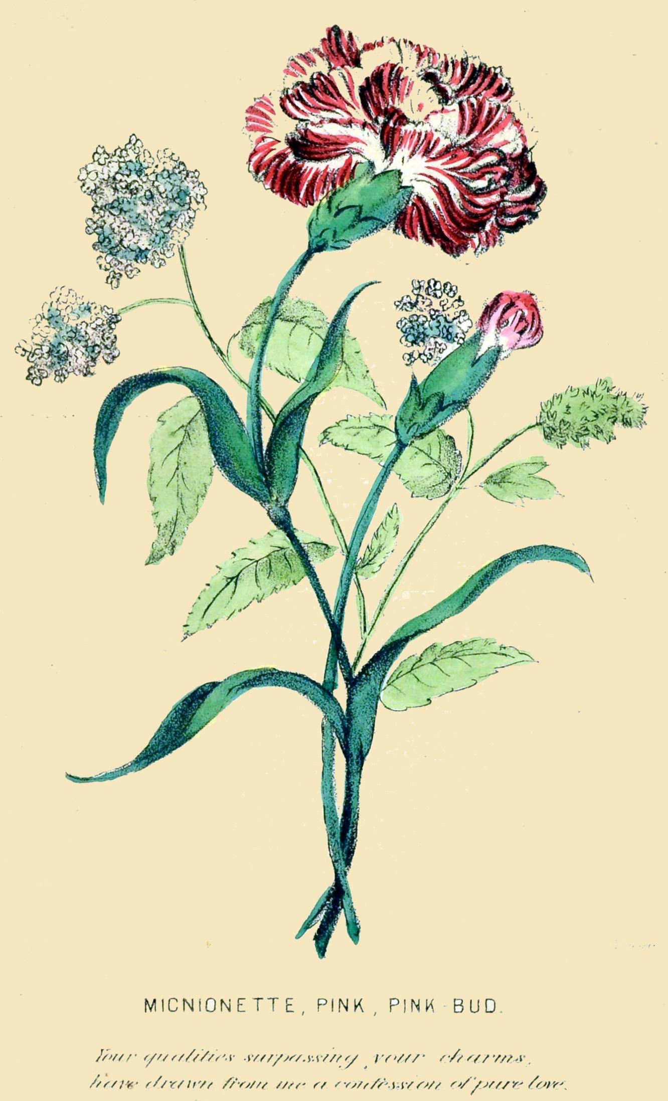 MIGNIONETTE, PINK, PINK BUD.

Your qualities surpassing your charms, have drawn from me a confession
of pure love.