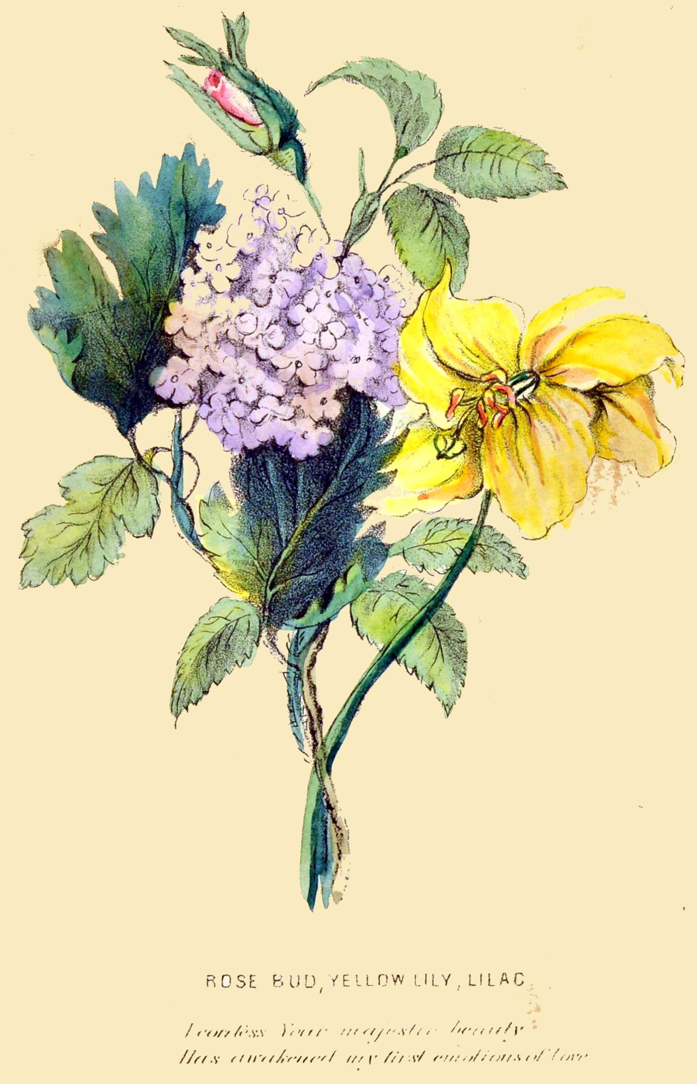 ROSE BUD, YELLOW LILY, LILAC

I confess Your majestic beauty Has awakened my first emotions of
love.