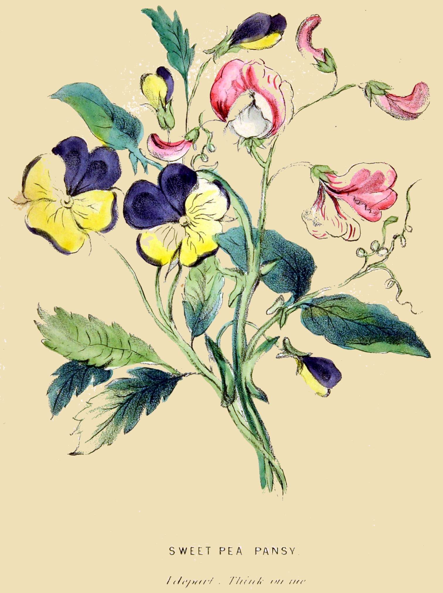SWEET PEA PANSY

I depart. Think on me.