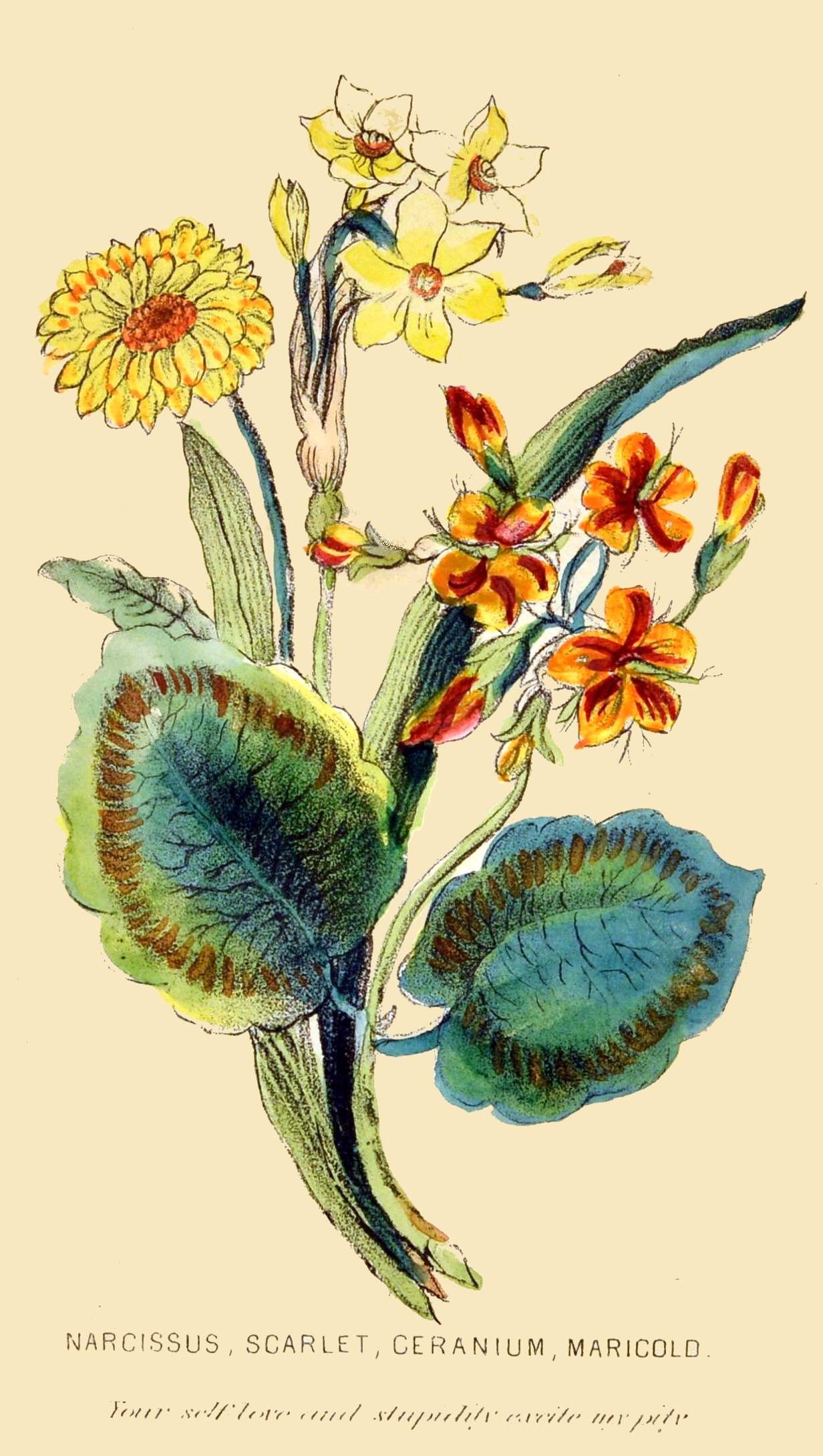 NARCISSUS, SCARLET, GERANIUM, MARIGOLD.

Your self-love and stupidity excite my pity.