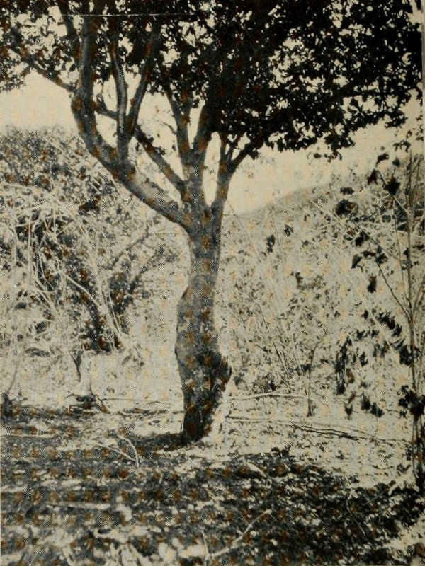 GUAIACUM SANCTUM