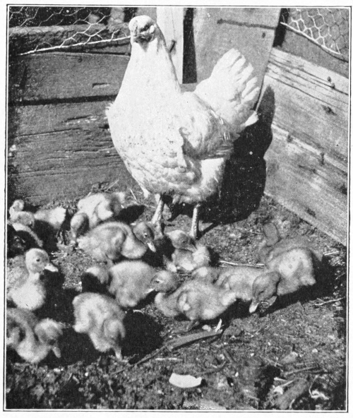 hen and chicks