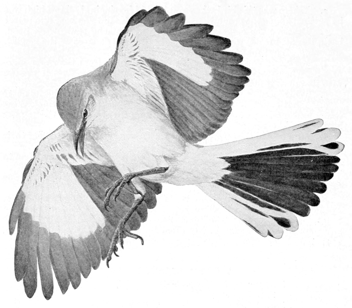 Mockingbird