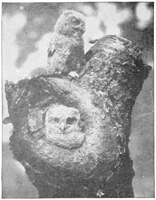 Screech owls