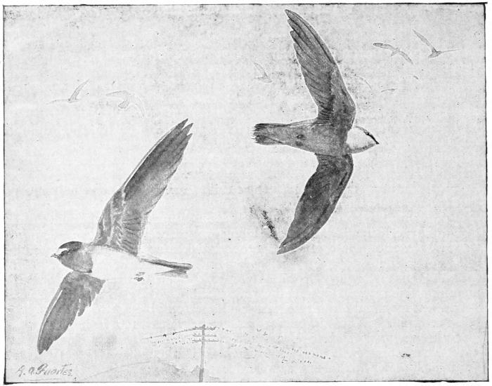 Swallows
