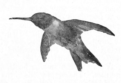 Hummingbird