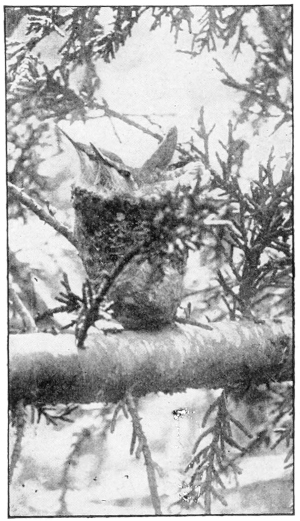 young hummers