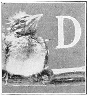 D