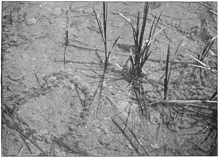 Toad's eggs