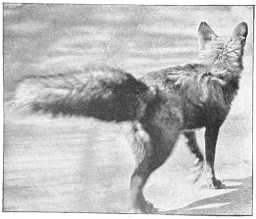Red fox