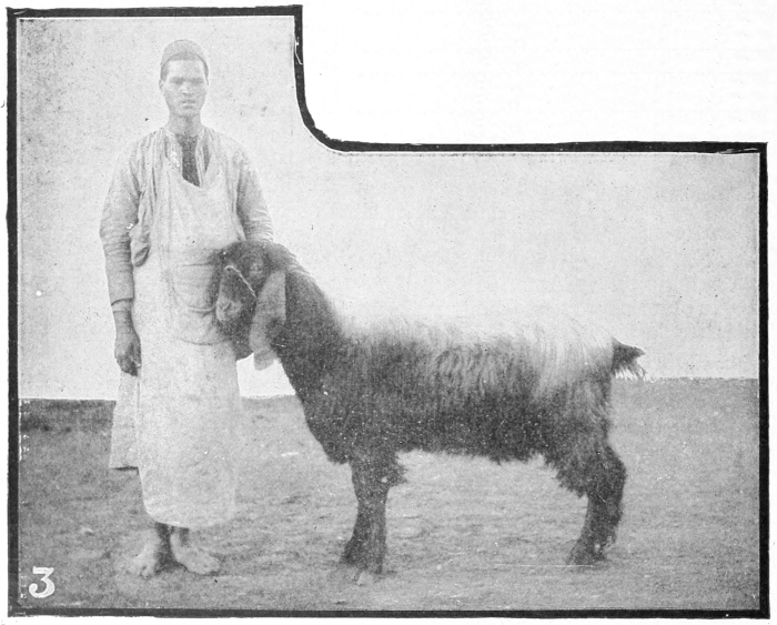 Zaraibi goat