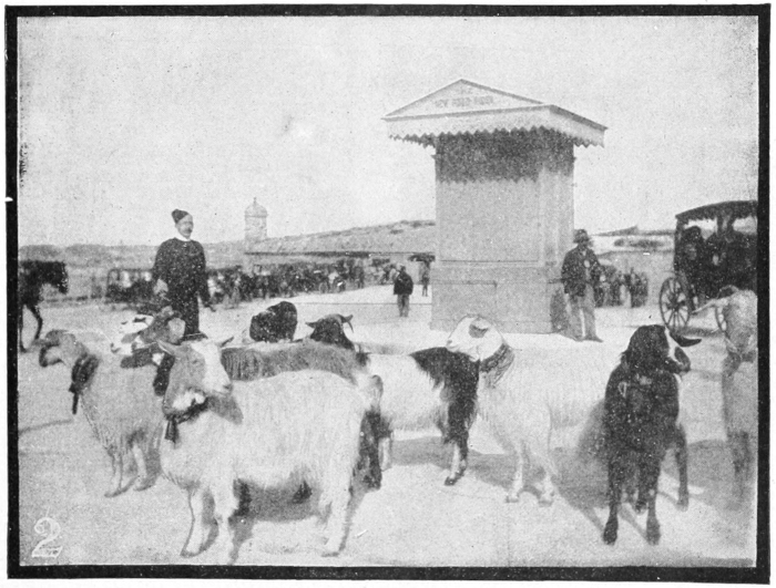 Goats of Malta