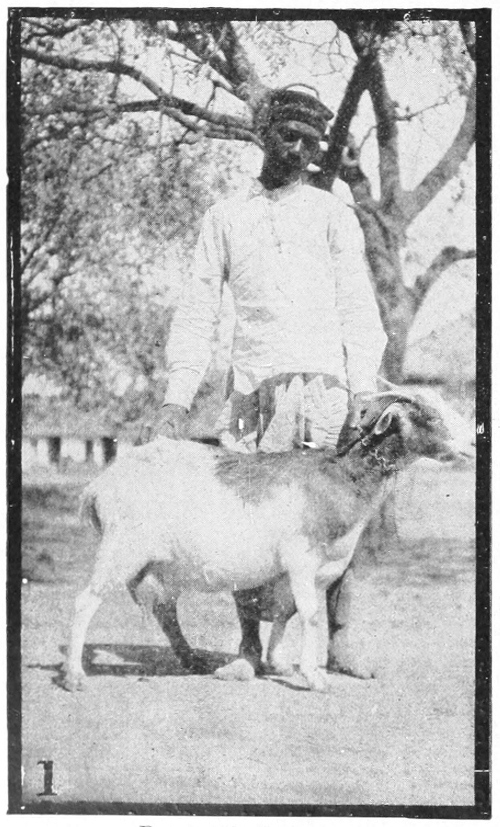 Poona goat