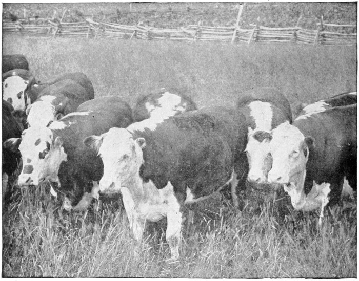 Beef cattle