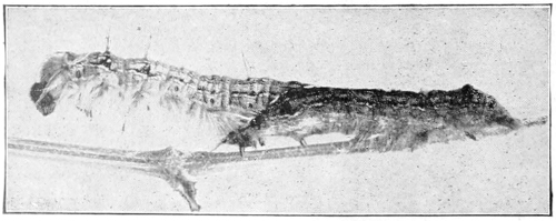 Tent caterpillar