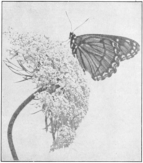 Viceroy butterly
