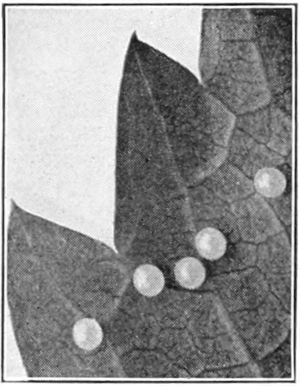 Myron sphinx eggs