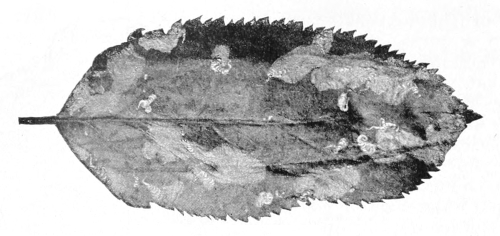 Trumpen mines