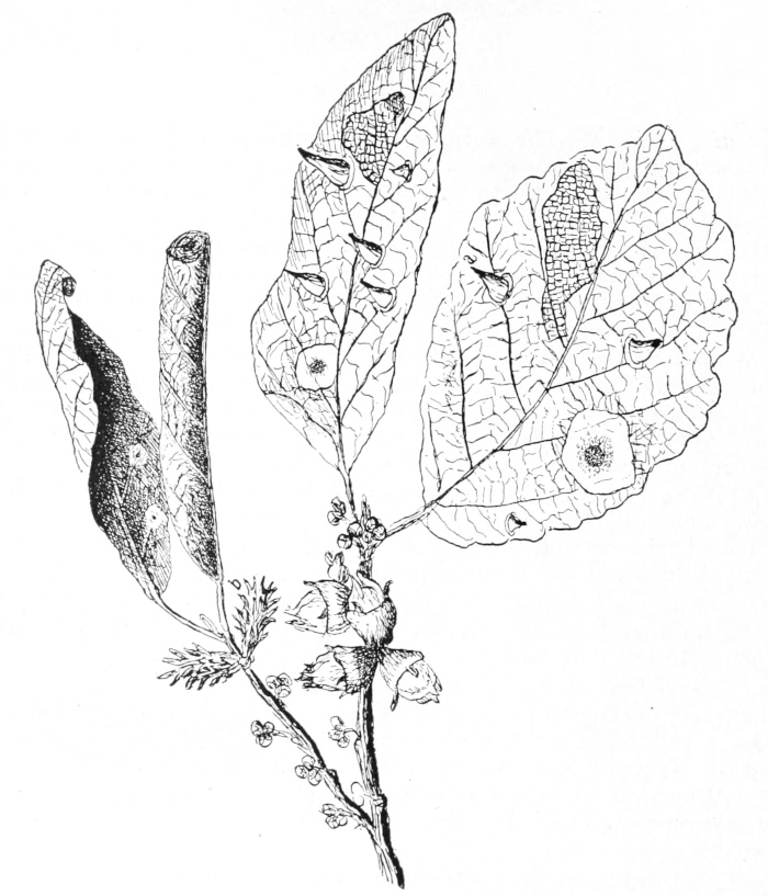 Witch-hazel