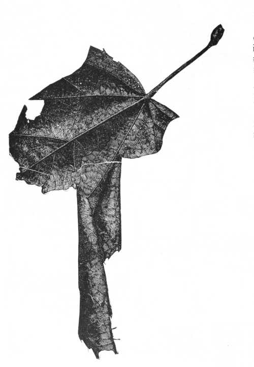 Basswood leaf