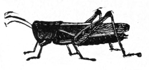 Grasshopper hymph