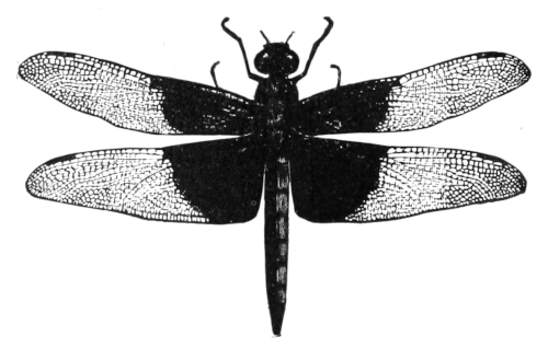 Dragon-fly