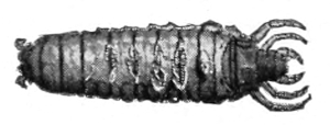 Caddis worm
