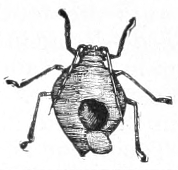 Parasitized aphid