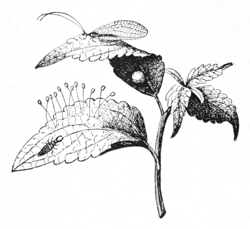 Aphis-lion