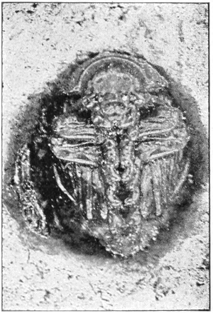 Potato beetle pupa