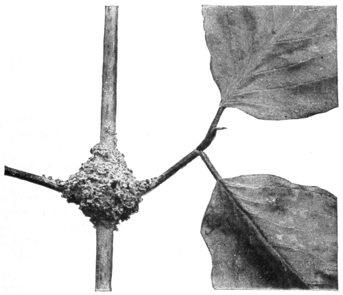 Aphid stable