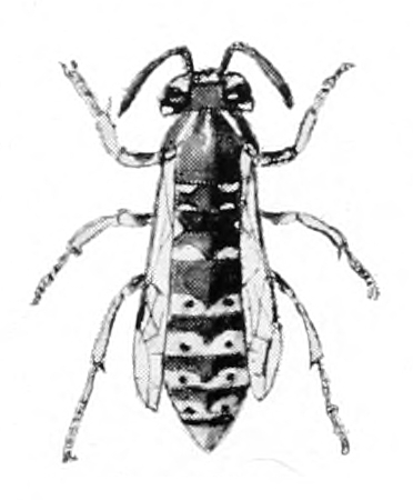 Yellow-jacket